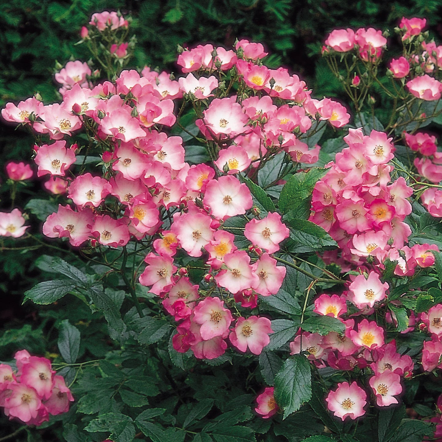 バレリーナ 鉢苗 - Ballerina Potted – David Austin Roses Japan