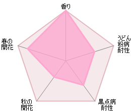 クラウン・プリンセス・マルガリータ つるバラ鉢苗 - Crown Princess Margareta Climbing Potted (Auswinter) - david-austin-roses-japan