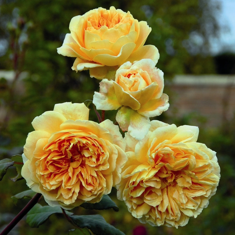 クラウン・プリンセス・マルガリータ つるバラ鉢苗 - Crown Princess Margareta Climbing Potted (Auswinter) - david-austin-roses-japan