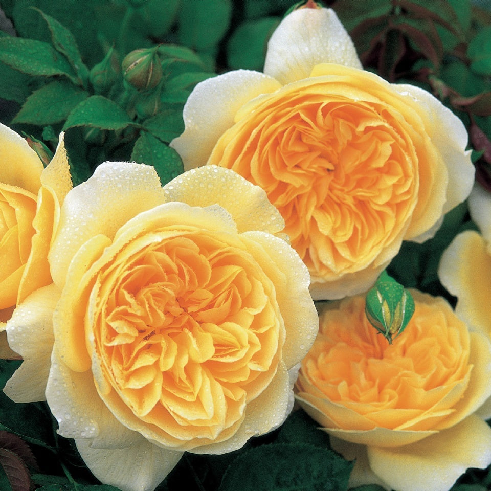 ティージング・ジョージア　つるバラ鉢苗 - Teasing Georgia Climbing Potted (Ausbaker) - david-austin-roses-japan