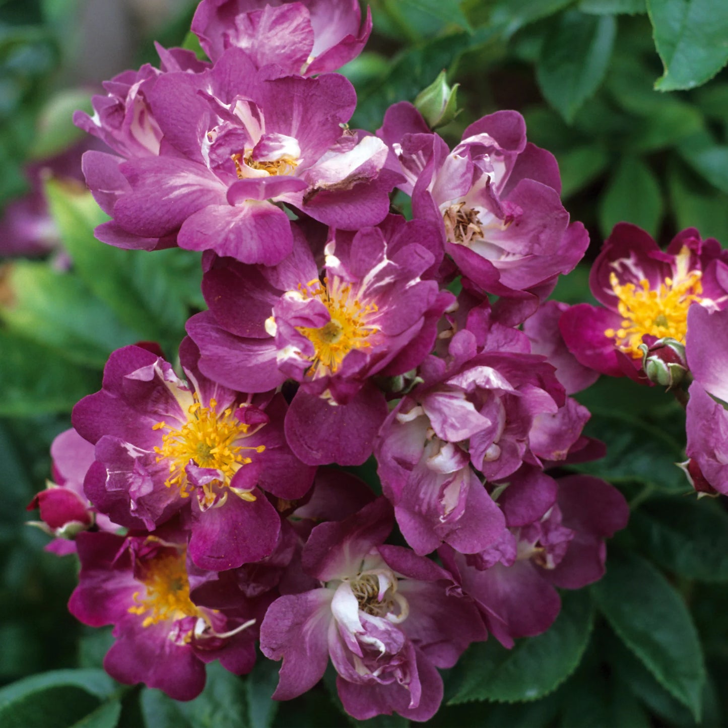 ファイルヘンフラウ鉢苗 - Veilchenblau Potted