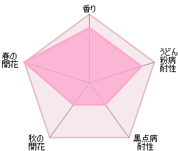 ロアルド・ダール鉢苗 - Roald Dahl Potted (Ausowlish) - david-austin-roses-japan