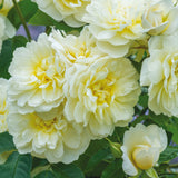 イモージェン鉢苗 - Imogen Potted (Austritch) - david-austin-roses-japan