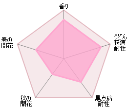 バスシーバ つるバラ鉢苗 - Bathsheba Climbing Potted (Auschimbley) - david-austin-roses-japan