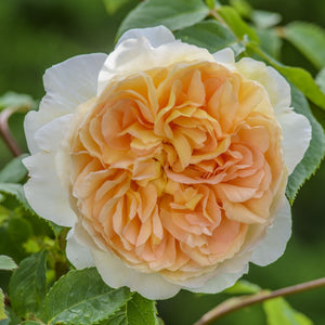 バスシーバ つるバラ鉢苗 - Bathsheba Climbing Potted (Auschimbley) - david-austin-roses-japan