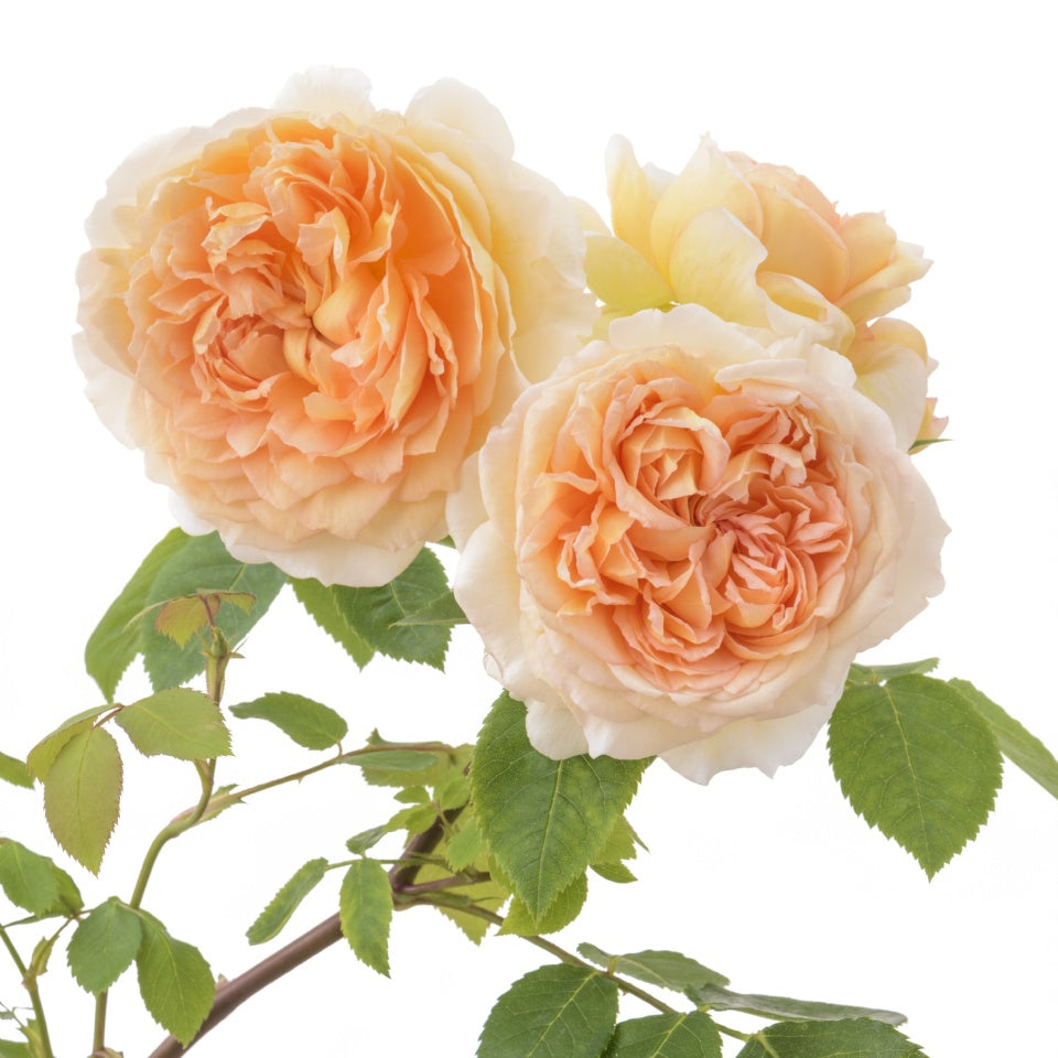 バスシーバ つるバラ鉢苗 - Bathsheba Climbing Potted (Auschimbley) - david-austin-roses-japan