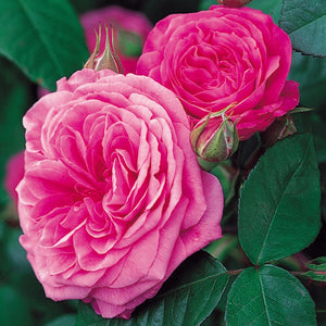 ガートルード・ジェキル裸苗 - Gertrude Jekyll (Ausbord) - david-austin-roses-japan
