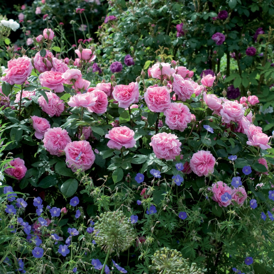 ガートルード・ジェキル裸苗 - Gertrude Jekyll (Ausbord) - david-austin-roses-japan