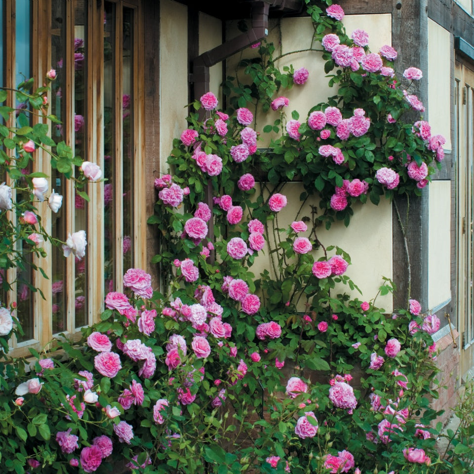 ガートルード・ジェキル裸苗 - Gertrude Jekyll (Ausbord) - david-austin-roses-japan