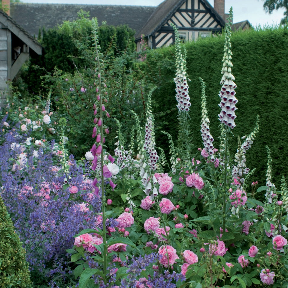 ガートルード・ジェキル裸苗 - Gertrude Jekyll (Ausbord) - david-austin-roses-japan