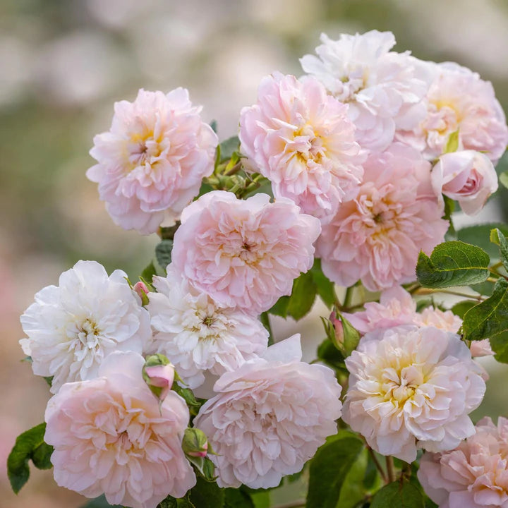 薔薇&桜&ダリヤ デコパーツ 薄ピンクセット