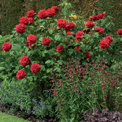 Ｌ.Ｄ.ブレスウェイト裸苗 - L D Braithwaite (Auscrim) - david-austin-roses-japan