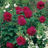 Ｌ.Ｄ.ブレスウェイト裸苗 - L D Braithwaite (Auscrim) - david-austin-roses-japan