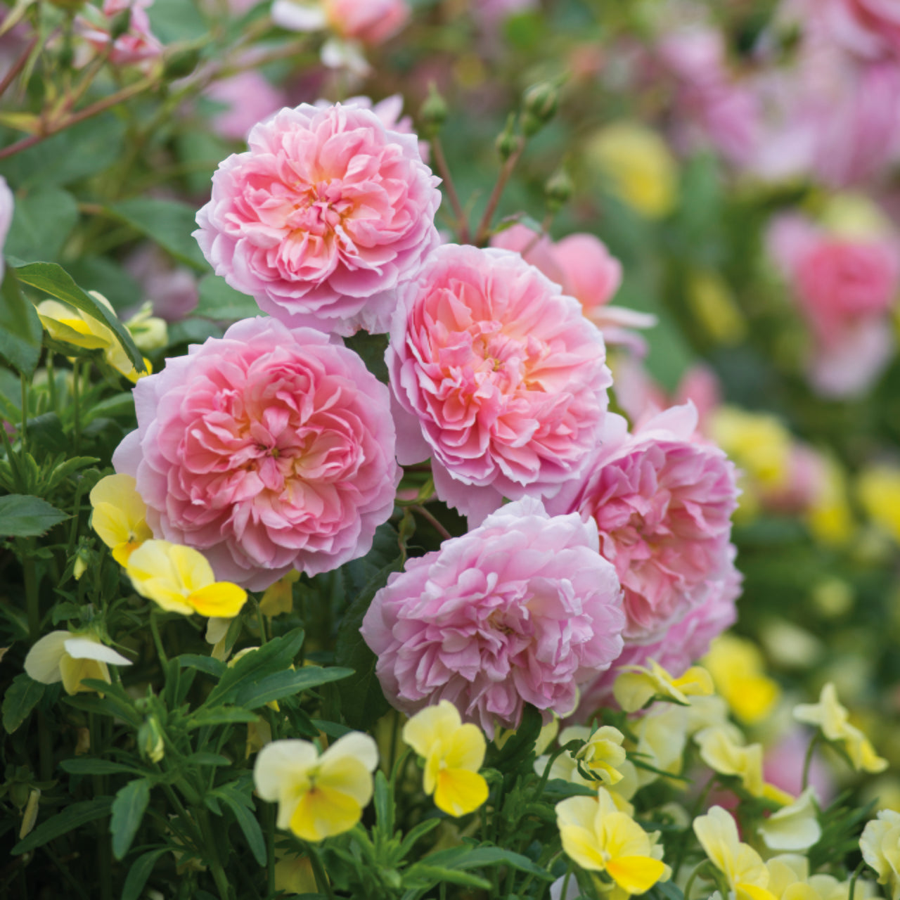 アン・ブリン 鉢苗 - Anne Boleyn Potted (Ausecret)