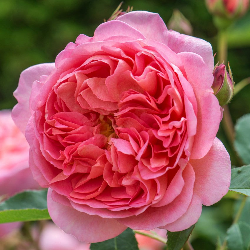 ボスコベル裸苗 - Boscobel (Auscousin) – David Austin Roses Japan