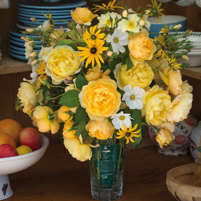 チャールズ・ダーウィン 鉢苗 - Charles Darwin Potted (Auspeet)