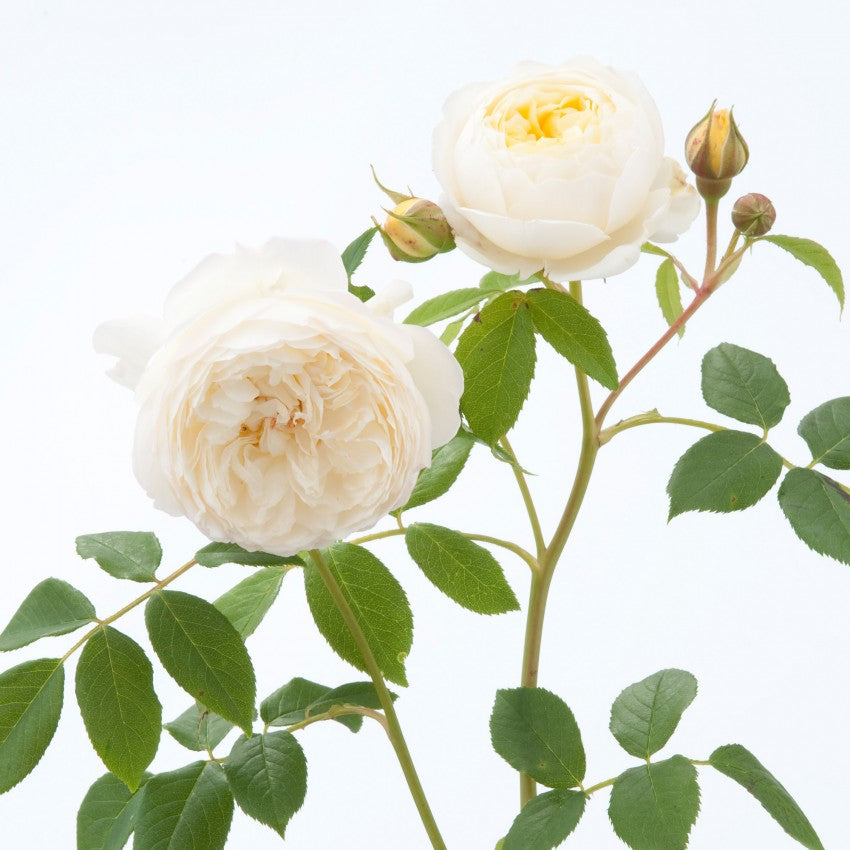 クレア・オースチン 15L鉢苗 - Claire Austin Potted 15L (Ausprior)