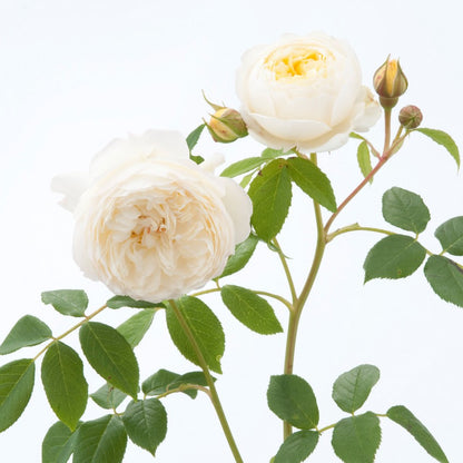 クレア・オースチン 15L鉢苗 - Claire Austin Potted 15L (Ausprior)