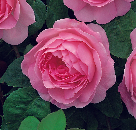 コンスタンス・スプライ鉢苗 - Constance Spry Potted(Ausfirst)