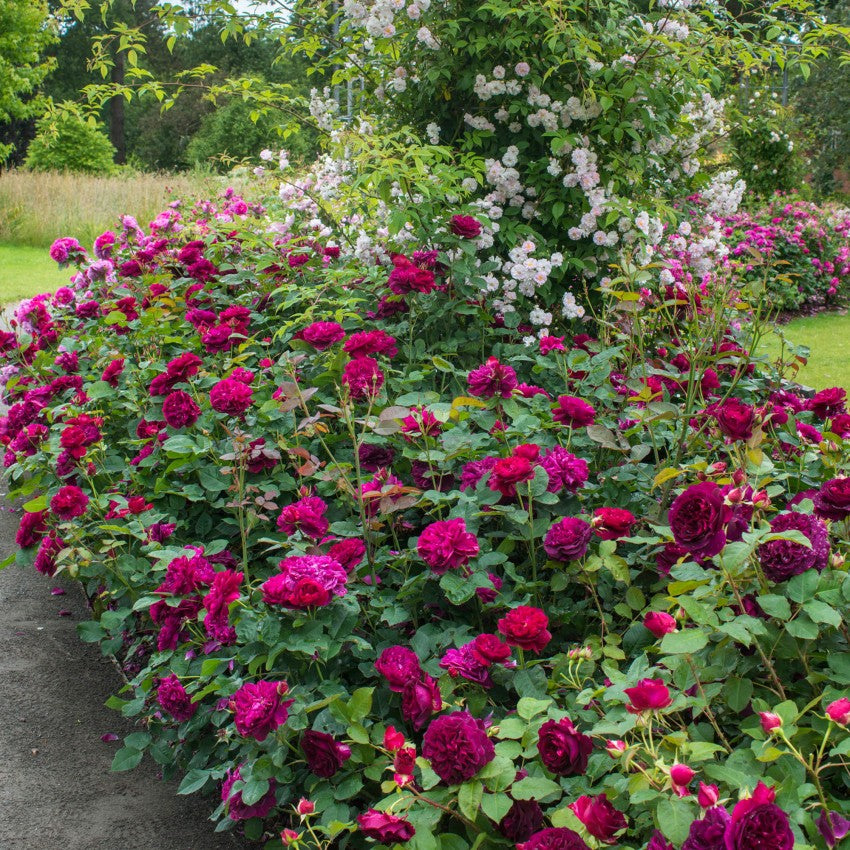 ダーシー・バッセル 鉢苗 - Darcey Bussell Potted (Ausdecorum)