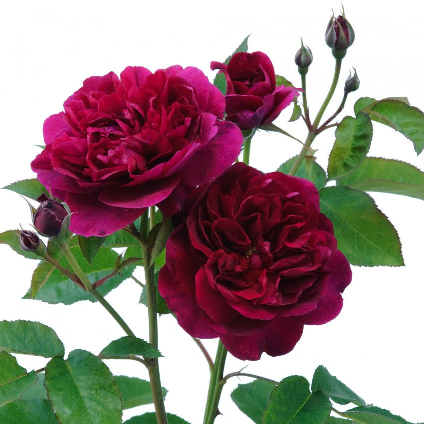 ダーシー・バッセル - Darcey Bussell (Ausdecorum) – David Austin
