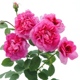 イングランズ・ローズ裸苗 - England's Rose (Auslounge)
