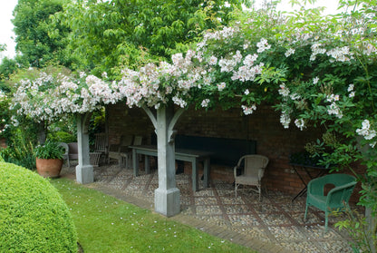 フランシス・E・レスター鉢苗 - Francis E. Lester