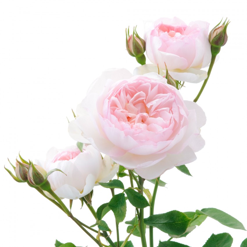 ジェントル・ハーマイオニー裸苗 - Gentle Hermione (Ausrumba)