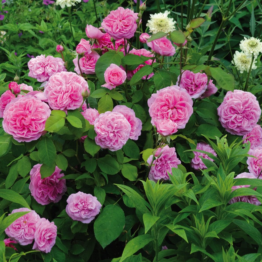 David Austin Roses - バラ苗, バラ鉢, イングリッシュローズ, つる
