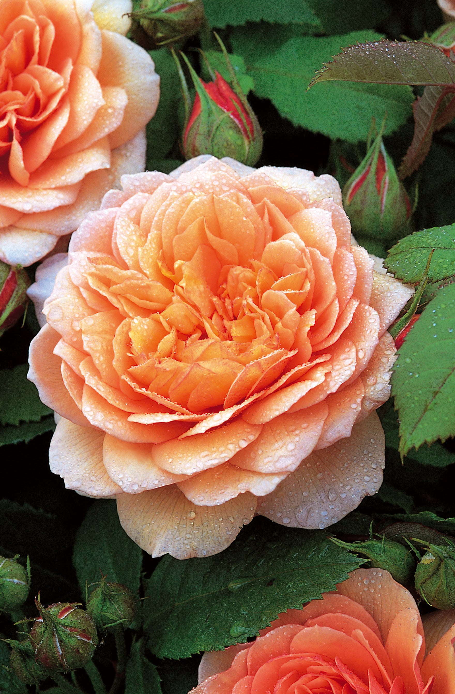 グレイス 鉢苗 - Grace Potted (Auskeppy) – David Austin Roses Japan