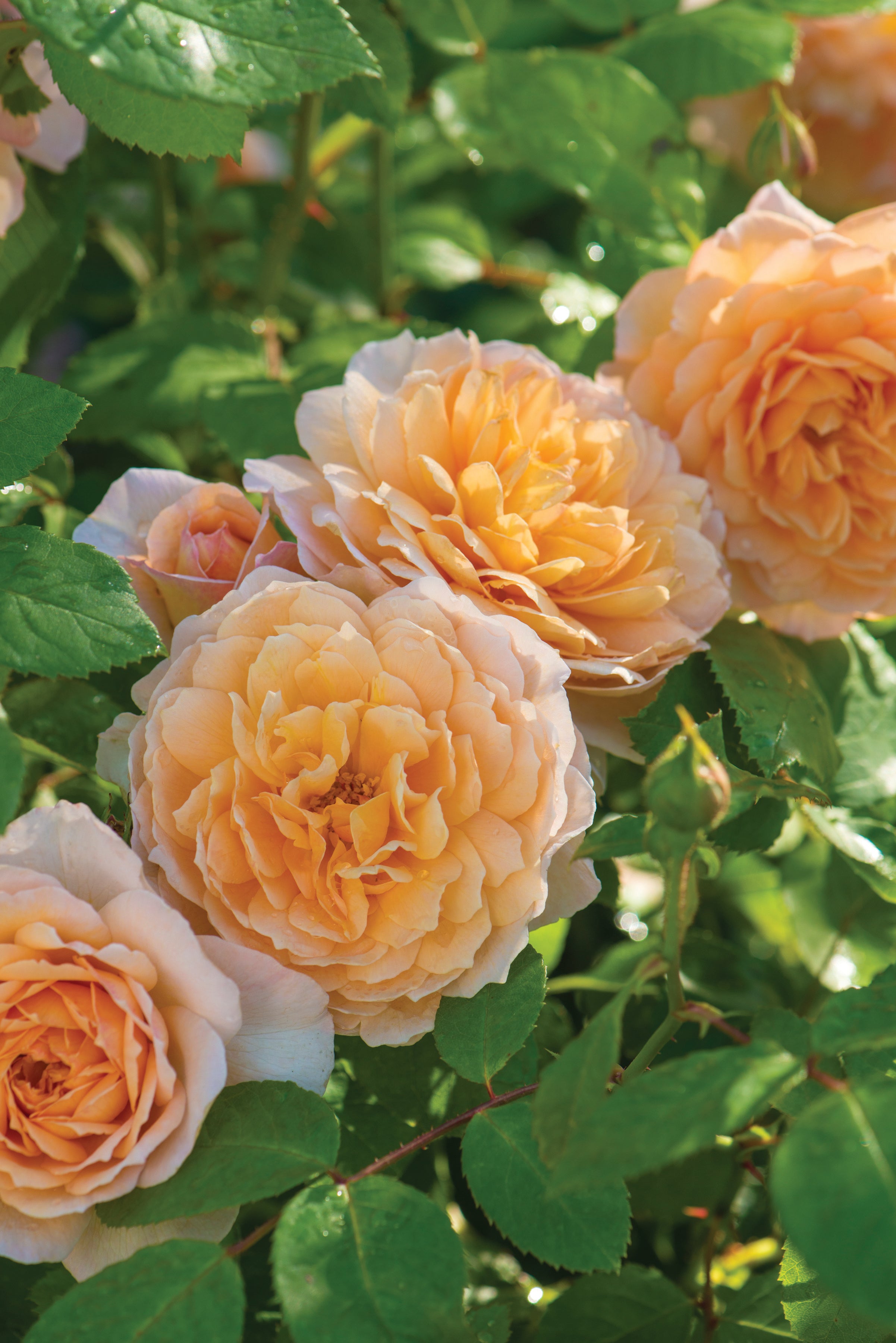 グレイス 鉢苗 - Grace Potted (Auskeppy) – David Austin Roses Japan