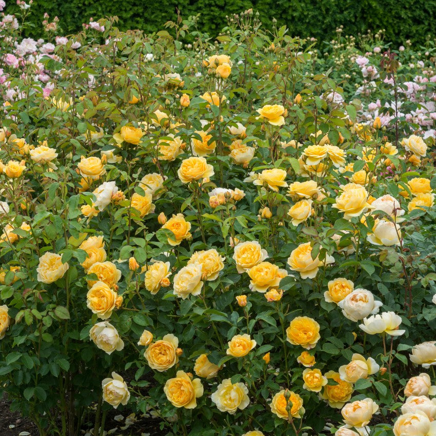 グラハム・トーマス® - Graham Thomas® (Ausmas) – David Austin Roses