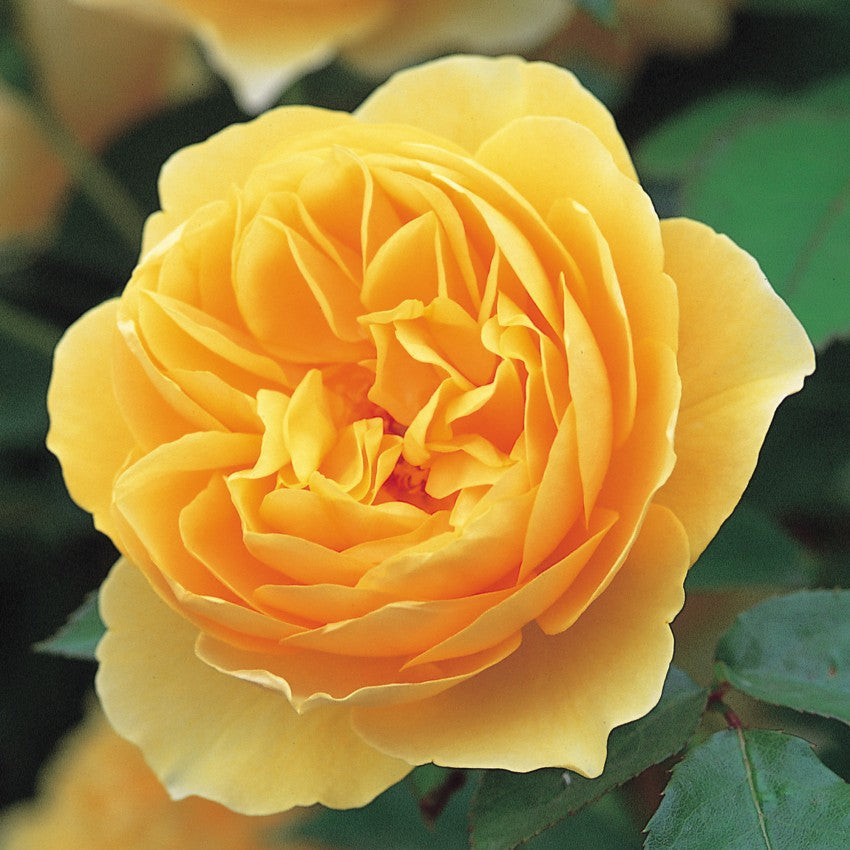 グラハム・トーマス® - Graham Thomas® (Ausmas) – David Austin Roses