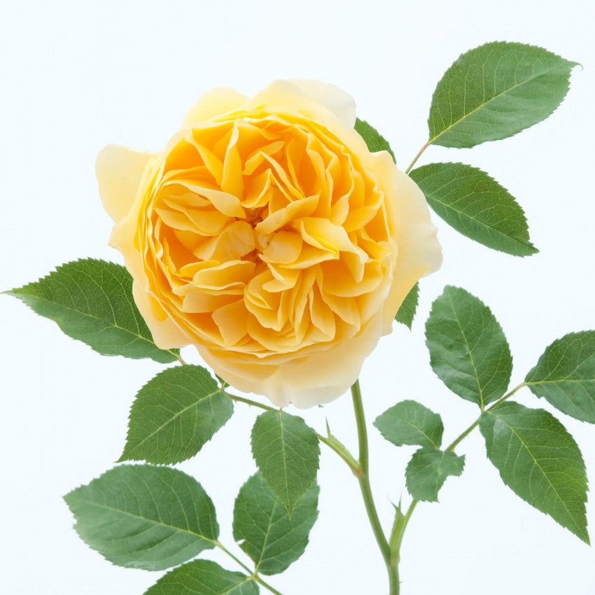 グラハムトーマス様 グラハム・トーマス® - Graham Thomas® (Ausmas) – David Austin Roses