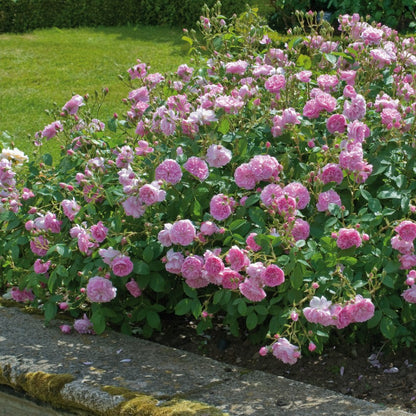ハーロウ・カー鉢苗 - Harlow Carr Potted (Aushouse)