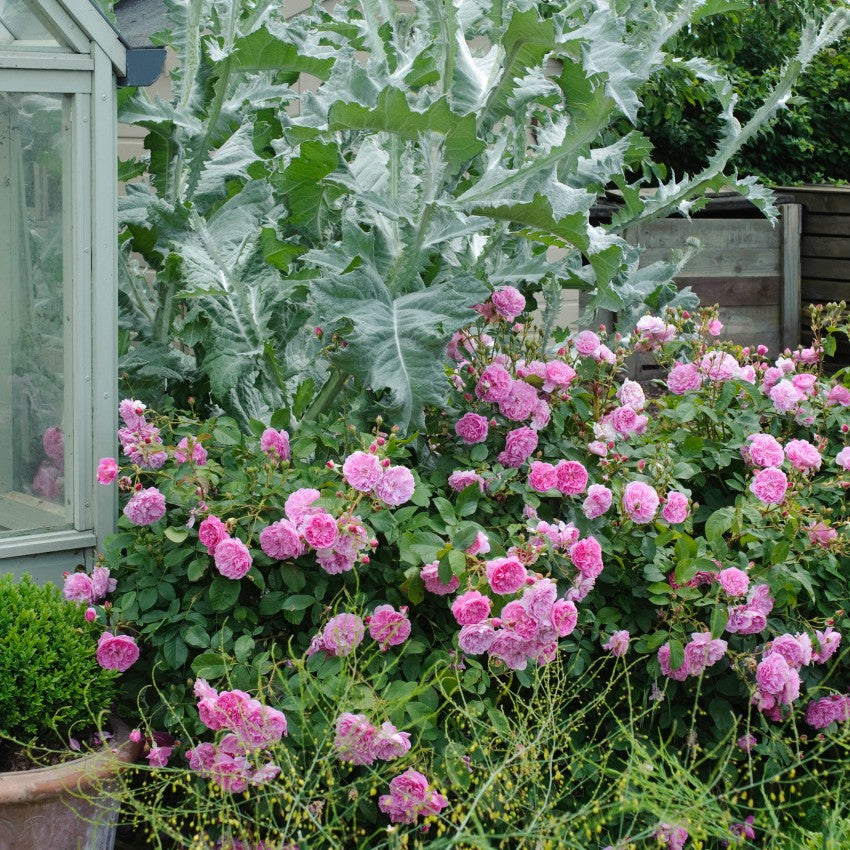 ハーロウ・カー鉢苗 - Harlow Carr Potted (Aushouse)