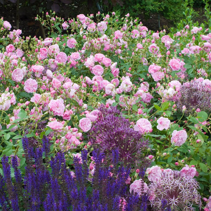 ハーロウ・カー鉢苗 - Harlow Carr Potted (Aushouse)