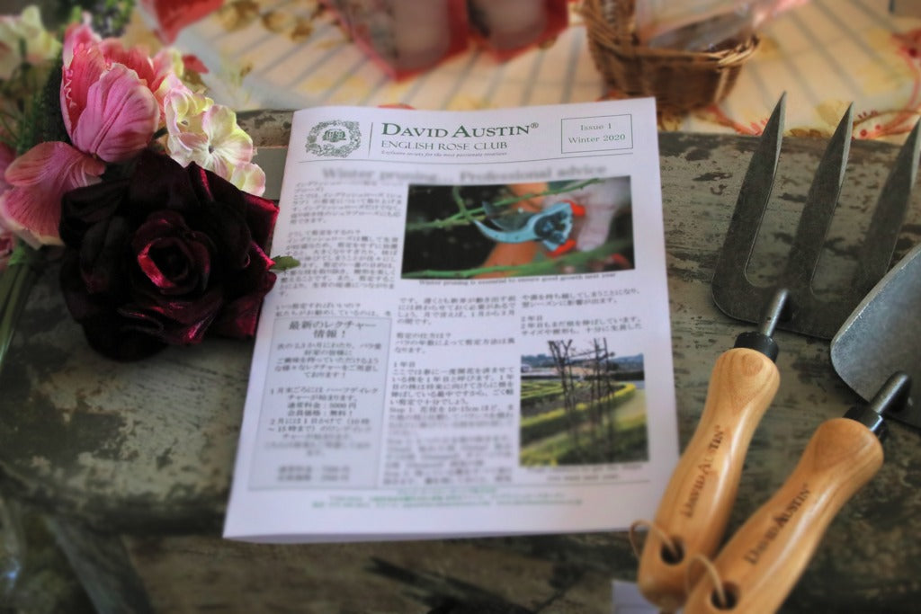 デビッド・オースチンイングリッシュローズクラブ 1年間(SET C/リラクシングセット) - David Austin English Rose Club Membership 1YR SET C(Relaxing Set)