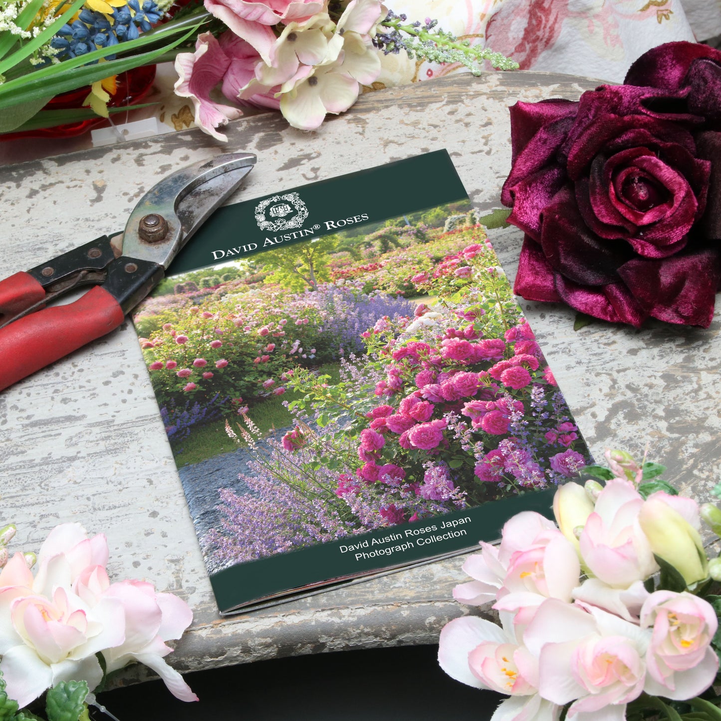 写真コレクション - David Austin Roses Japan - Photograph Collection