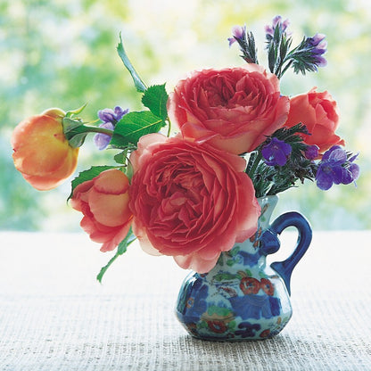 ジュビリー・セレブレーション裸苗 - Jubilee Celebration (Aushunter)