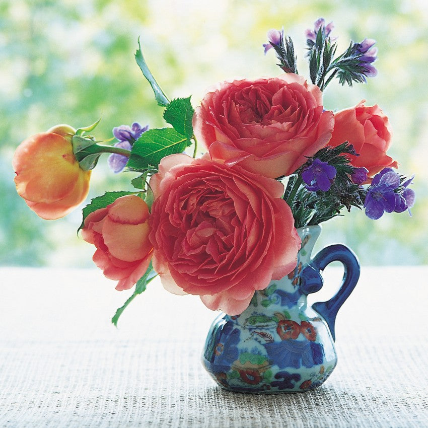 ジュビリー・セレブレーション 鉢苗 - Jubilee Celebration Potted (Aushunter)