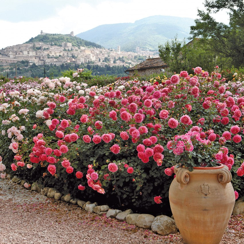 ジュビリー・セレブレーション 鉢苗 - Jubilee Celebration Potted (Aushunter)