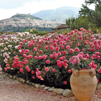 ジュビリー・セレブレーション 鉢苗 - Jubilee Celebration Potted (Aushunter)