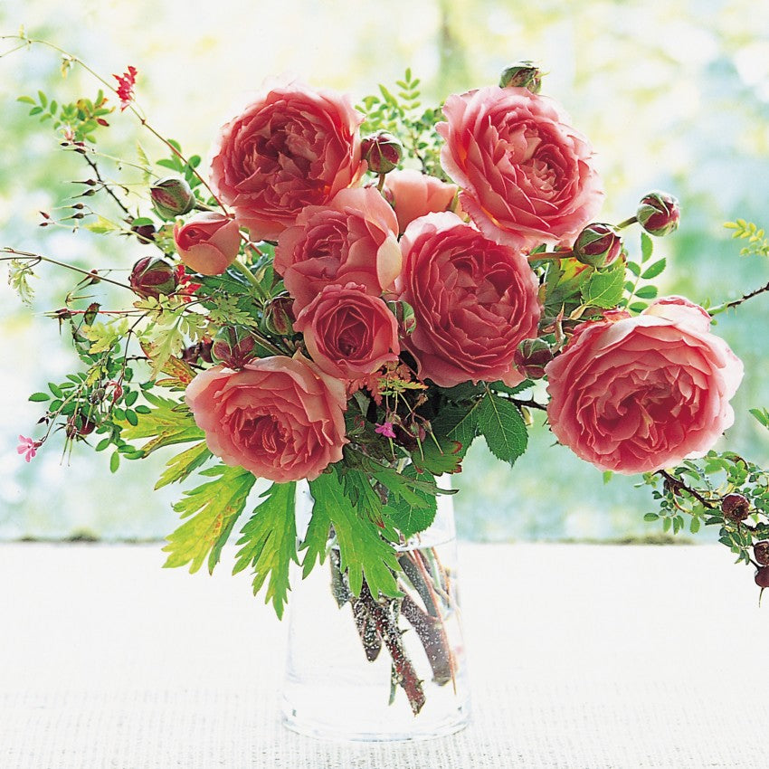 ジュビリー・セレブレーション裸苗 - Jubilee Celebration (Aushunter)