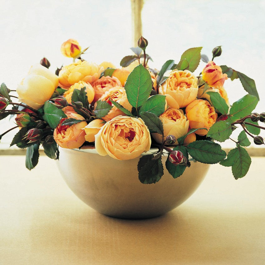 イングリッシュローズ ジュードジオブスキュア 大苗 judetheobscure1.jpg