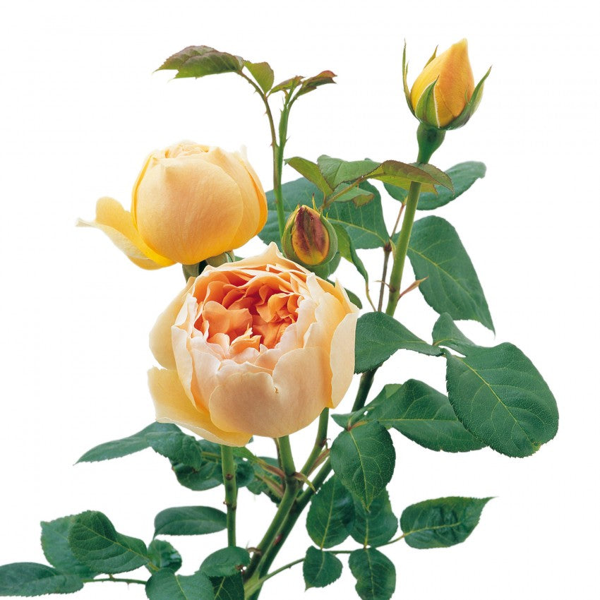 ジュードジオブスキュア10号鉢 ジュード・ジ・オブスキュア 鉢苗 - Jude the Obscure Potted