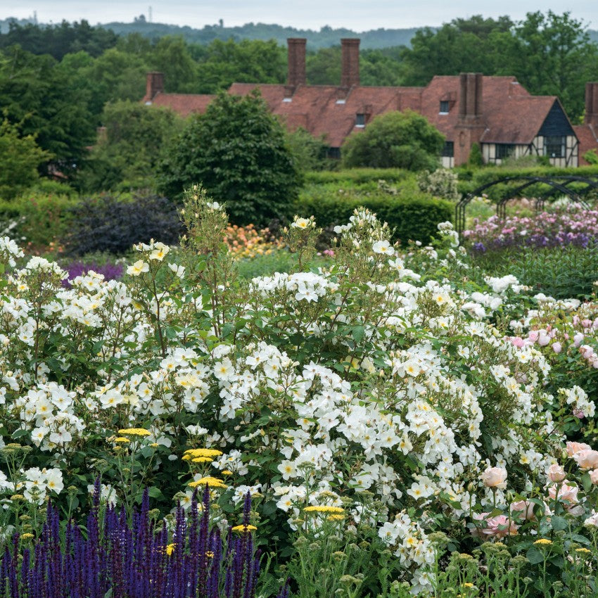 キュー・ガーデン裸苗 - Kew Gardens (Ausfence)