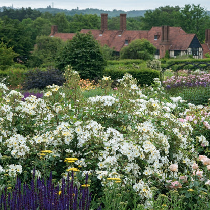 キュー・ガーデン裸苗 - Kew Gardens (Ausfence)