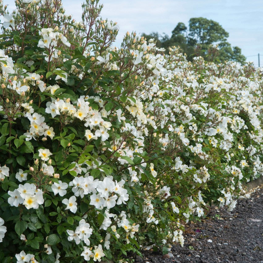 キュー・ガーデン - Kew Gardens (Ausfence) – David Austin Roses Japan