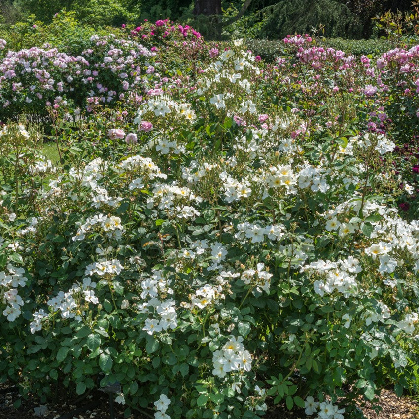 キュー・ガーデン裸苗 - Kew Gardens (Ausfence) – David Austin Roses